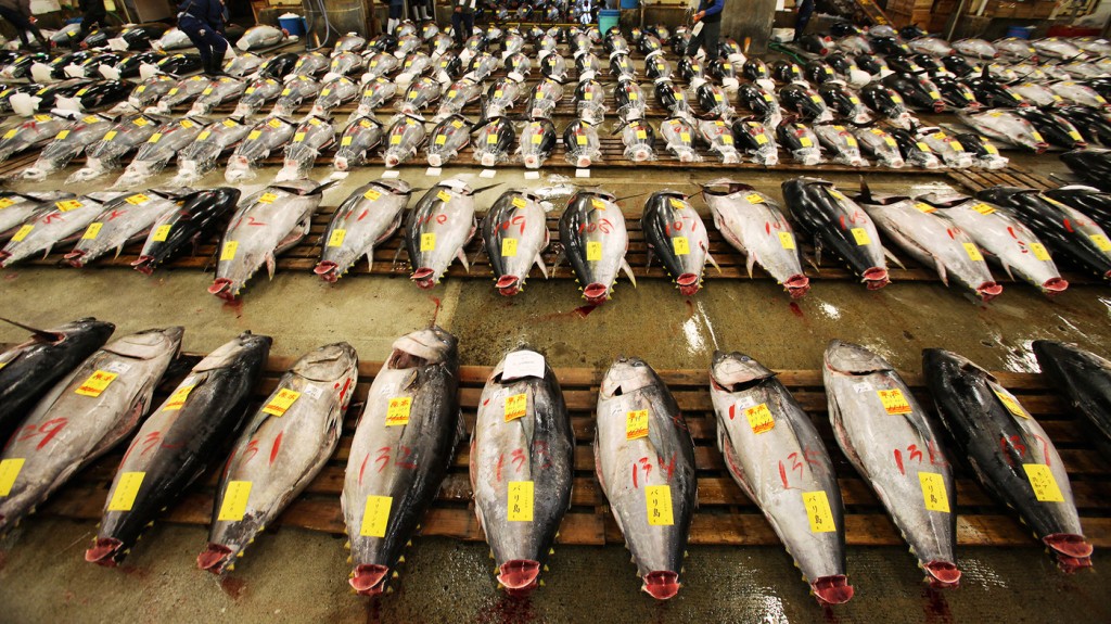 Tuna are arranged prior to the first auction of the year at Tsukiji Fish Market in Tokyo in Januar