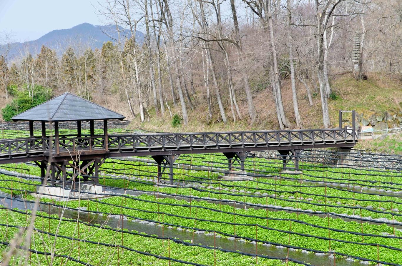 Daio wasabi: Nông trại wasabi lớn nhất Nhật Bản – Genki Japan House